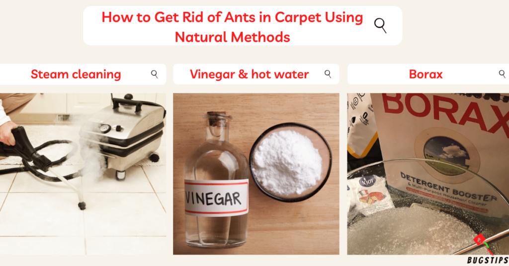 Ants in Carpet :How to Get Rid of Ants in Carpet Using Natural Methods