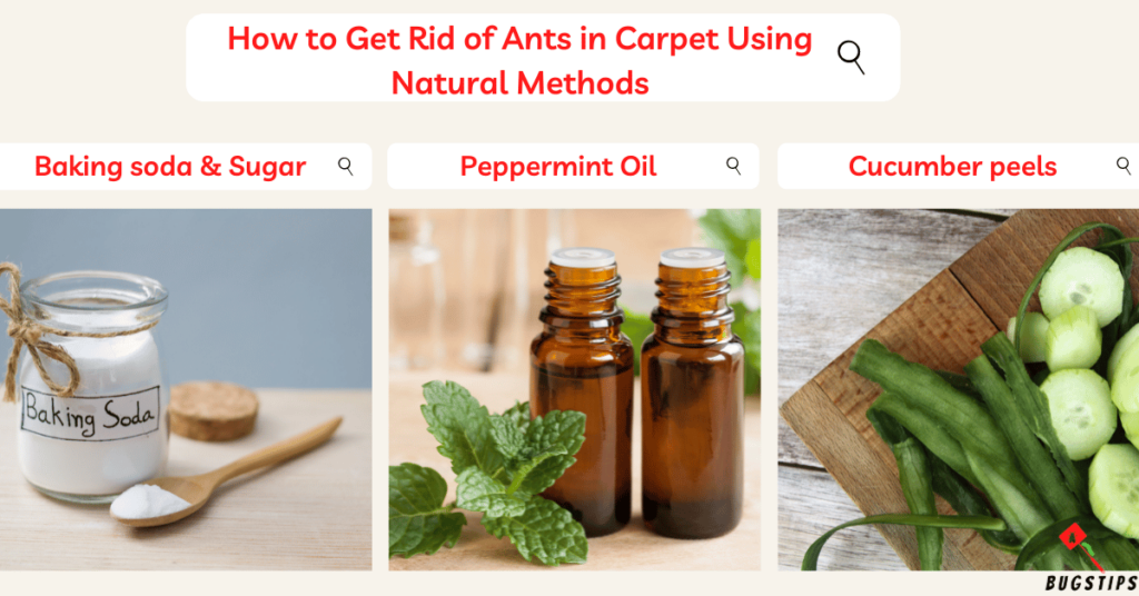 Ants in Carpet :How to Get Rid of Ants in Carpet Using Natural Methods (2)