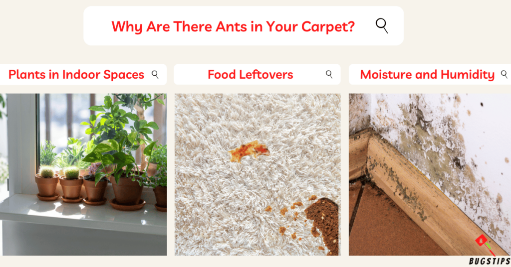Ants in Carpet Why Are There Ants in Your Carpet