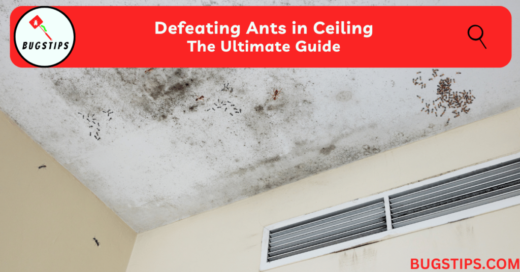 Defeating Ants in Ceiling | The Ultimate Guide