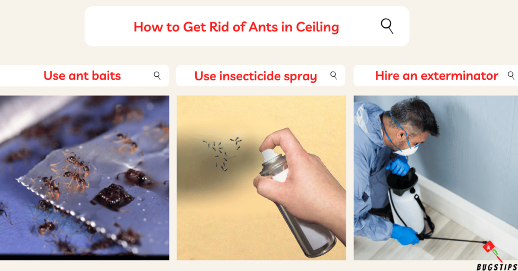 Ants in Ceiling: How to Get Rid of Ants in Ceiling