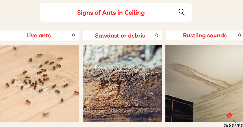 Signs of Ants in Ceiling
