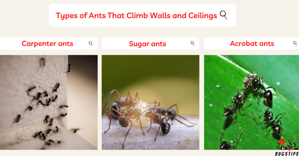 Ants in Ceiling: Types of Ants That Climb Walls and Ceilings