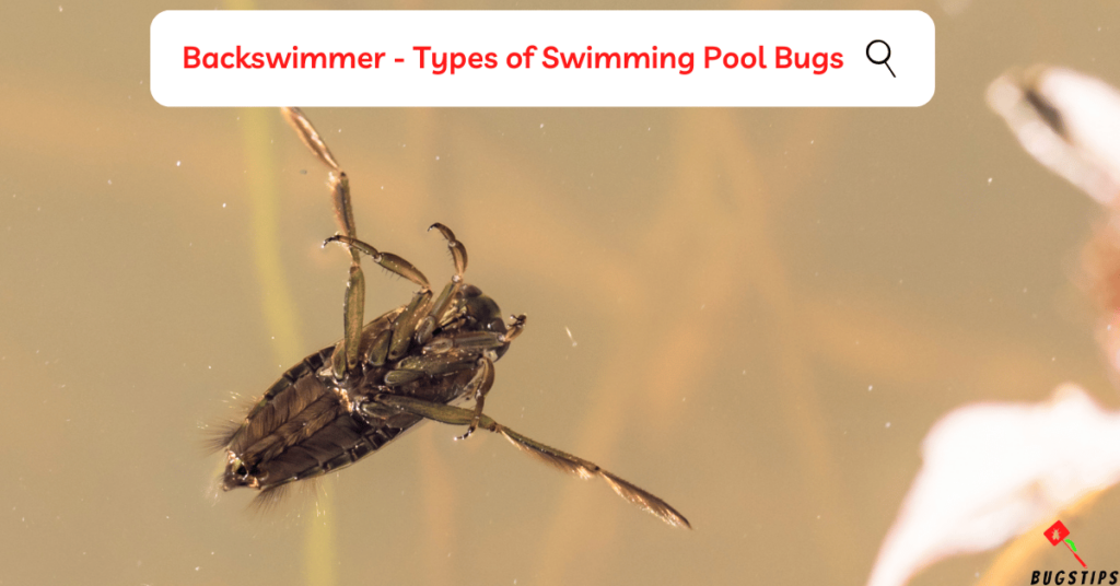 Backswimmer- Types of Swimming Pool Bugs