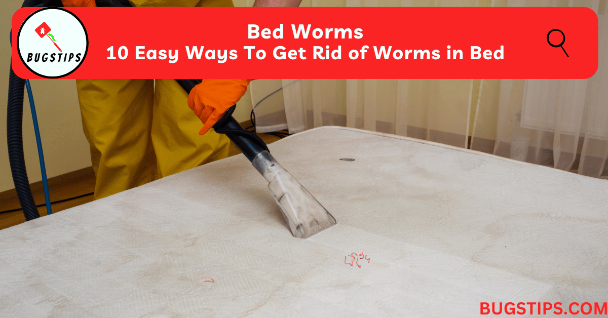 Bed Worms 10 Easy Ways To Get Rid of Worms in Bed