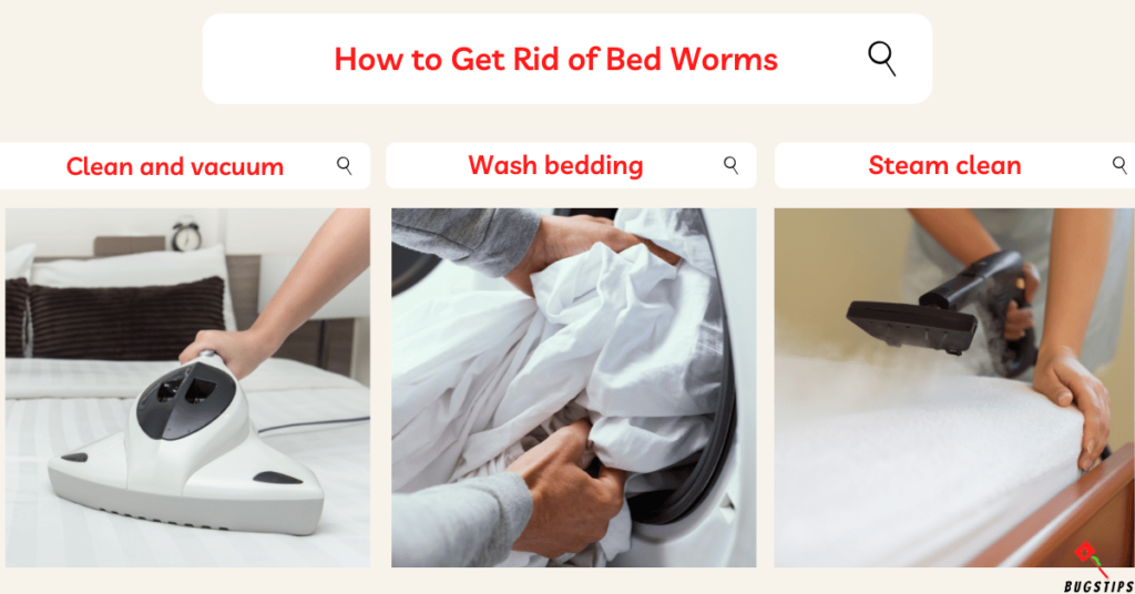 How to Get Rid of Bed Worms