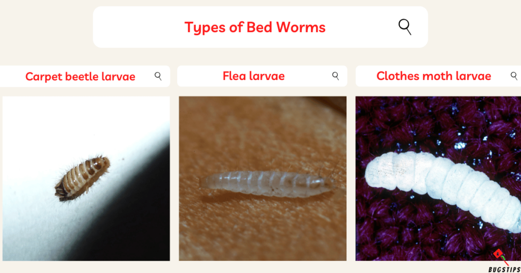 Bed Worms: Types of Bed Worms