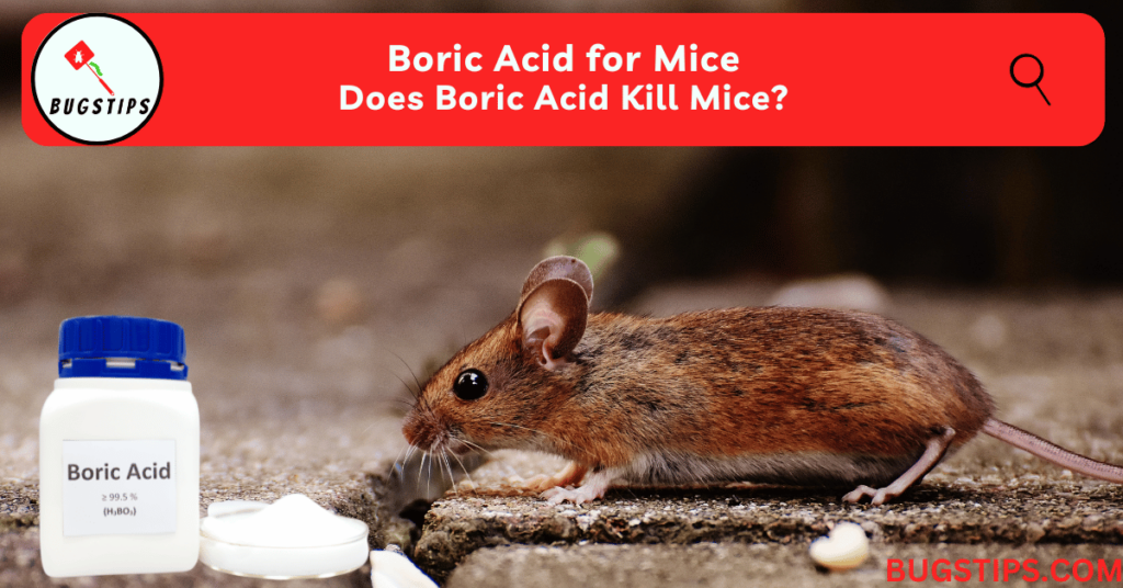 Boric Acid for Mice | Does Boric Acid Kill Mice?