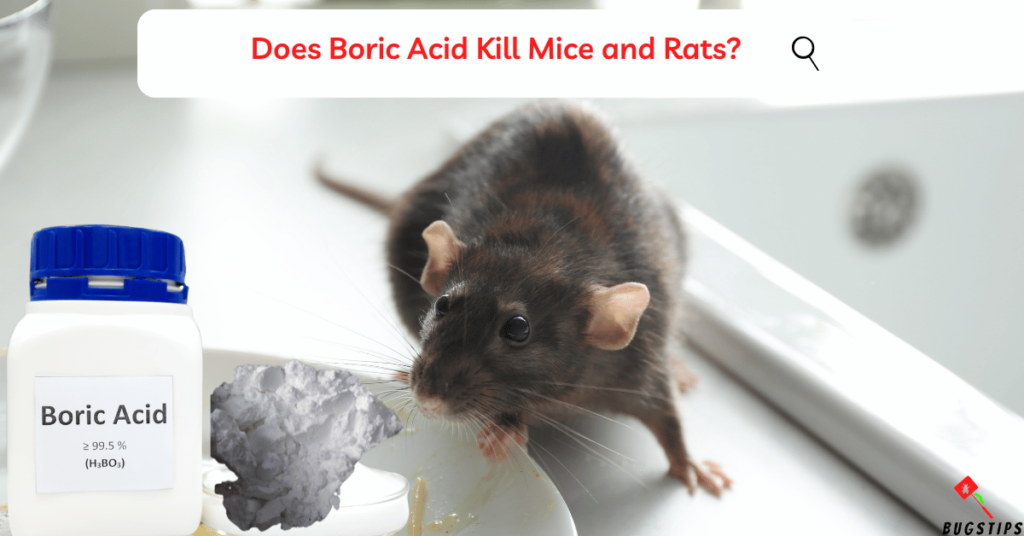 Boric Acid for Mice: Does Boric Acid Kill Mice and Rats?