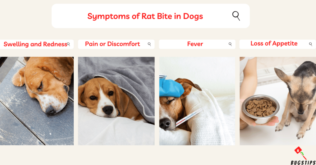Can a Rat Bite Kill a Dog? : Symptoms of Rat Bite in Dogs