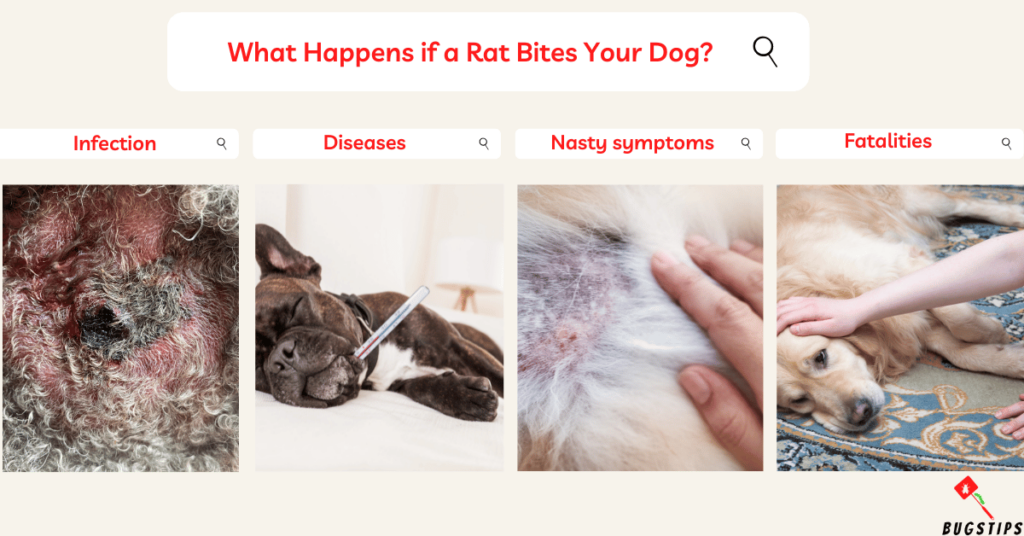 Can a Rat Bite Kill a Dog? : What Happens if a Rat Bites Your Dog?
