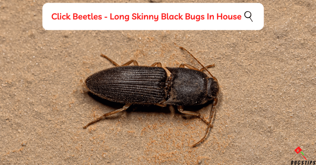 Click Beetles - Long Skinny Black Bugs In House