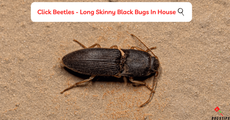 10 Long Skinny Black Bugs in House | Effective Guide - BugsTips