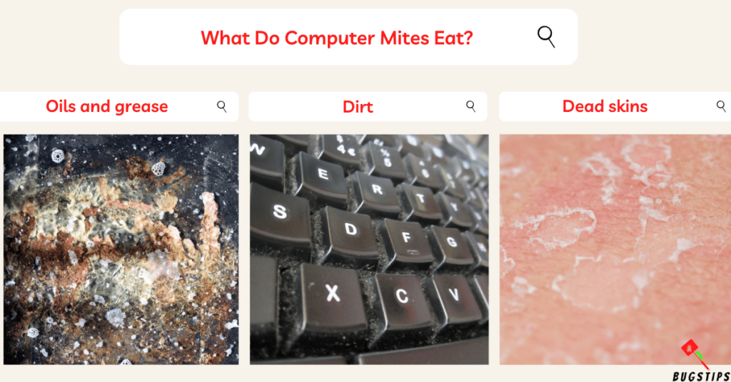 Computer Mites : What Do Computer Mites Eat