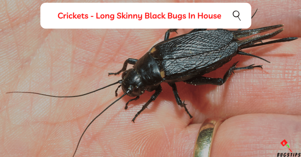Crickets - Long Skinny Black Bugs In House
