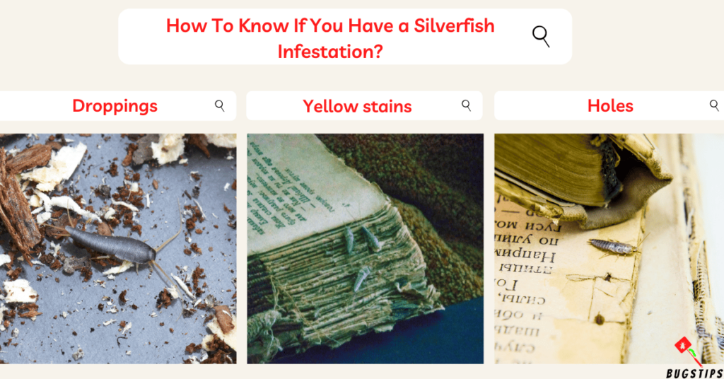 Silverfish in bathrooms :How-To-Know-If-You-Have-a-Silverfish-Infestation