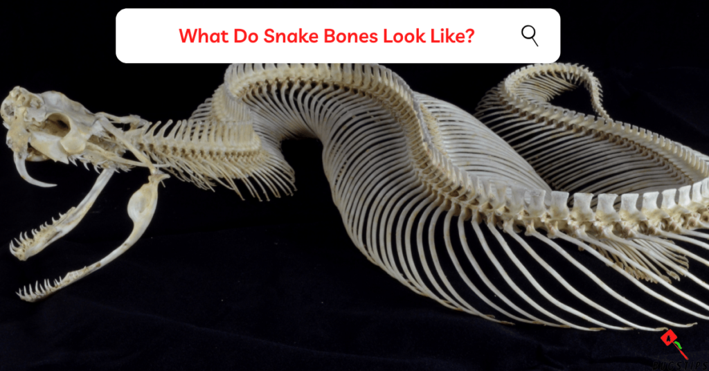 Do Snakes Have Bones? What Do Snake Bones Look Like?