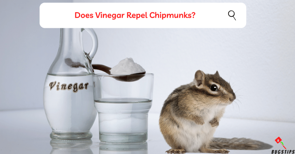 Does Vinegar Repel Chipmunks? : Scents That Repel Chipmunks