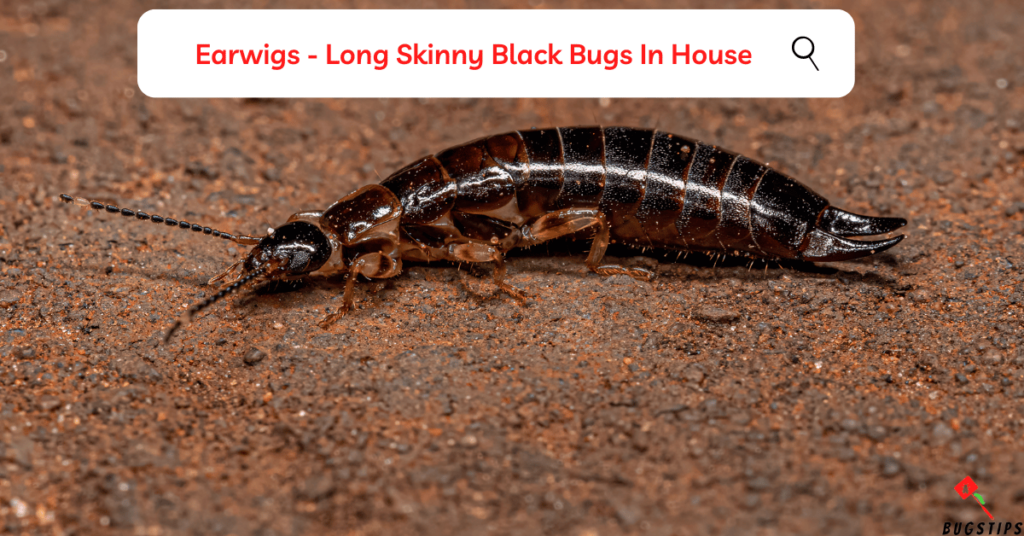 Earwigs - Long Skinny Black Bugs In House
