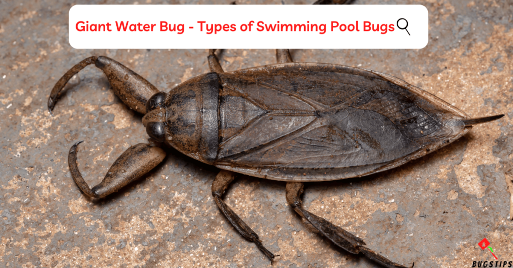 Giant Water Bug- Types of Swimming Pool Bugs