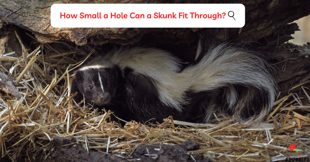 How Small a Hole Can a Skunk Fit Through?