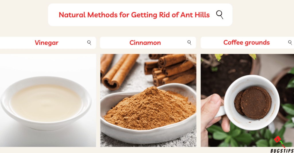 How to Get Rid of Ant Hills Natural Methods for Getting Rid of Ant Hills (2)