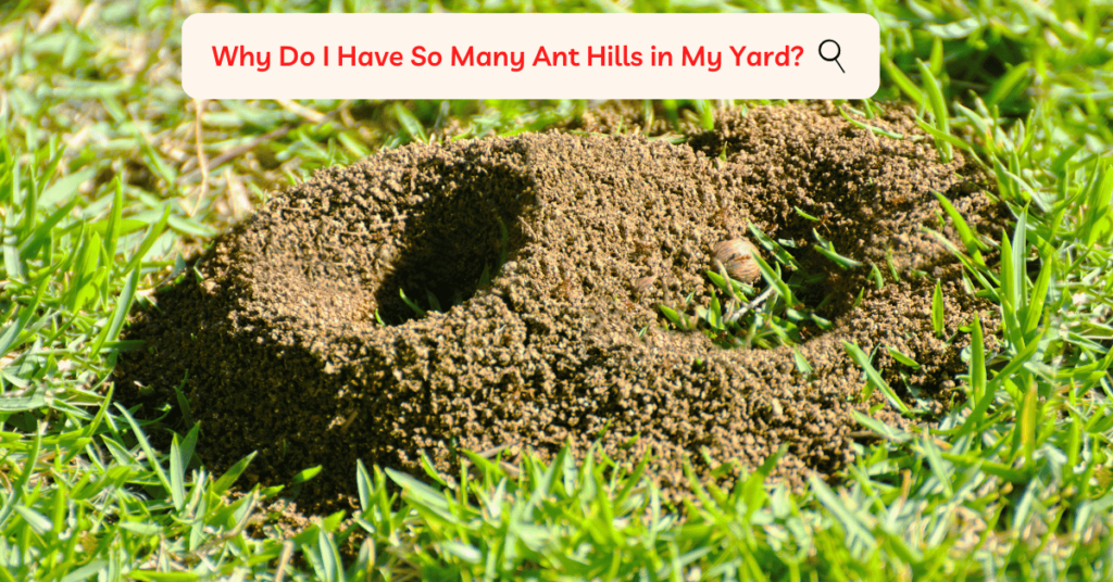 How to Get Rid of Ant Hills 18 Effective Methods BugsTips