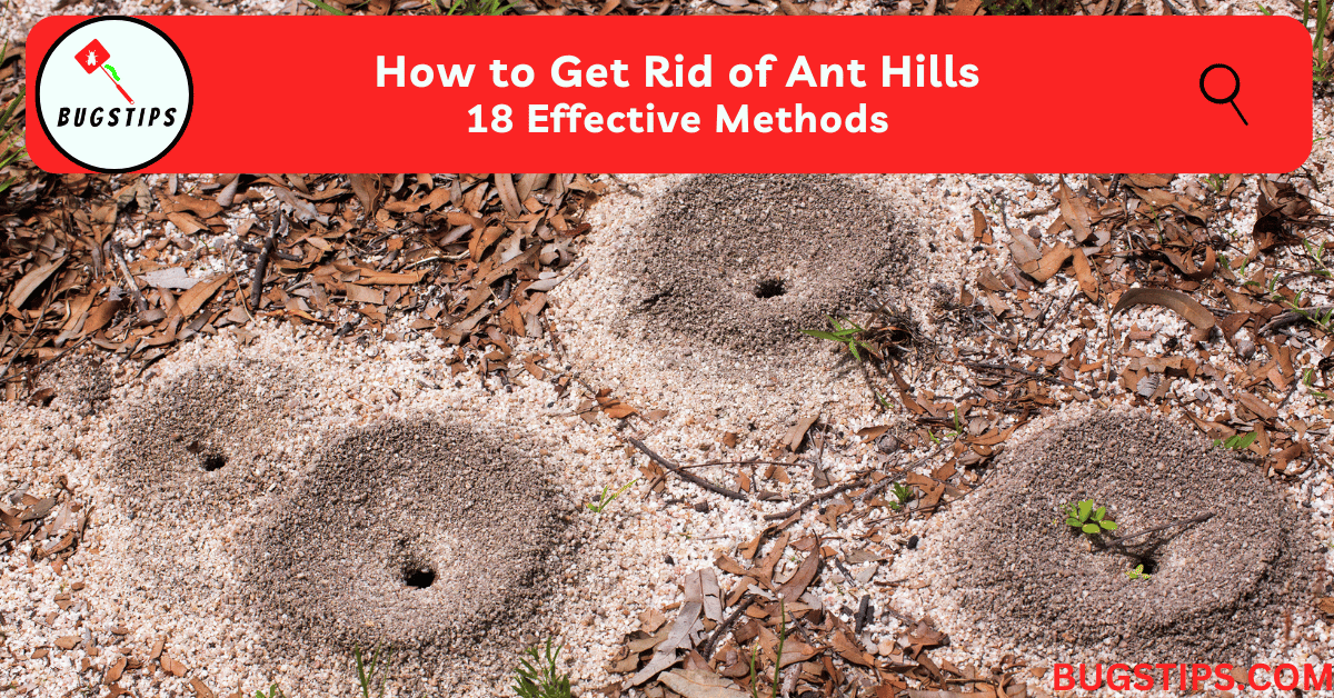How to Get Rid of Ant Hills