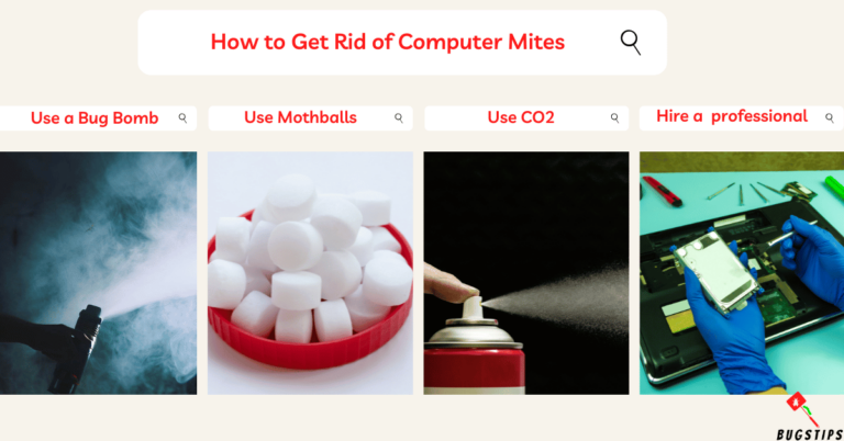 Computer Mites | 10 Effective Ways To Get Rid Of Them - BugsTips