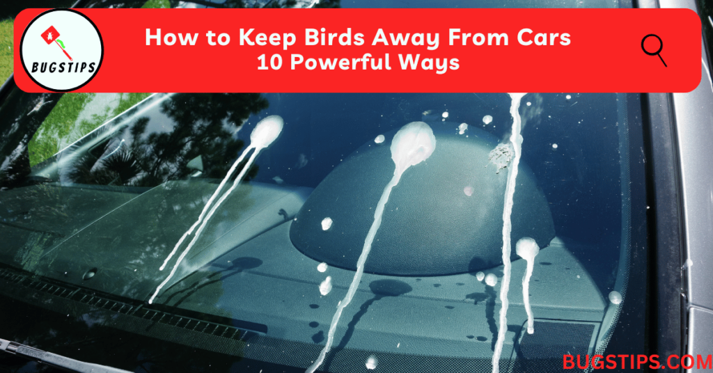 How to Keep Birds Away From Cars | 10 Powerful Ways