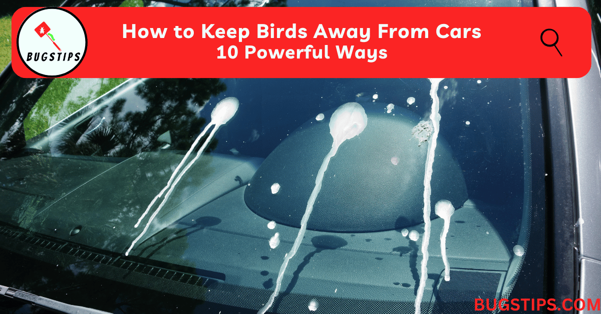 How to Keep Birds Away From Cars