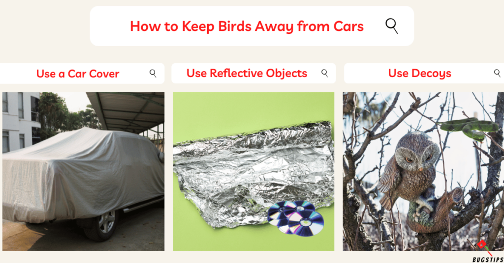 How to Keep Birds Away from Cars