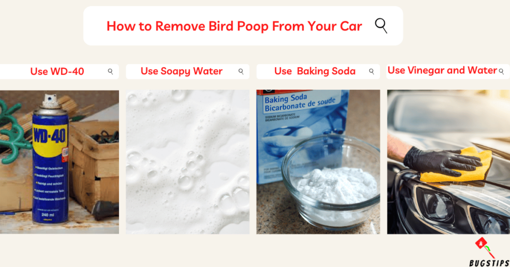 How to Remove Bird Poop From Your Car