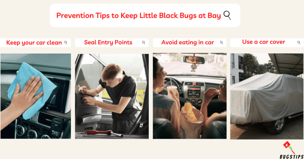 Little Black Bugs in My Car: Prevention Tips to Keep Little Black Bugs at Bay