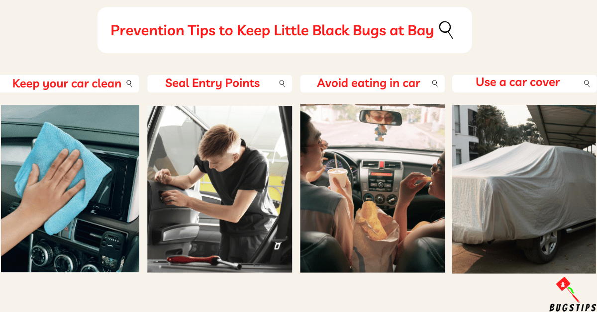 Little Black Bugs in My Car Expert Removal Guide BugsTips