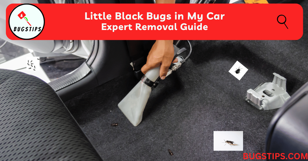 Little Black Bugs in My Car | Expert Removal Guide