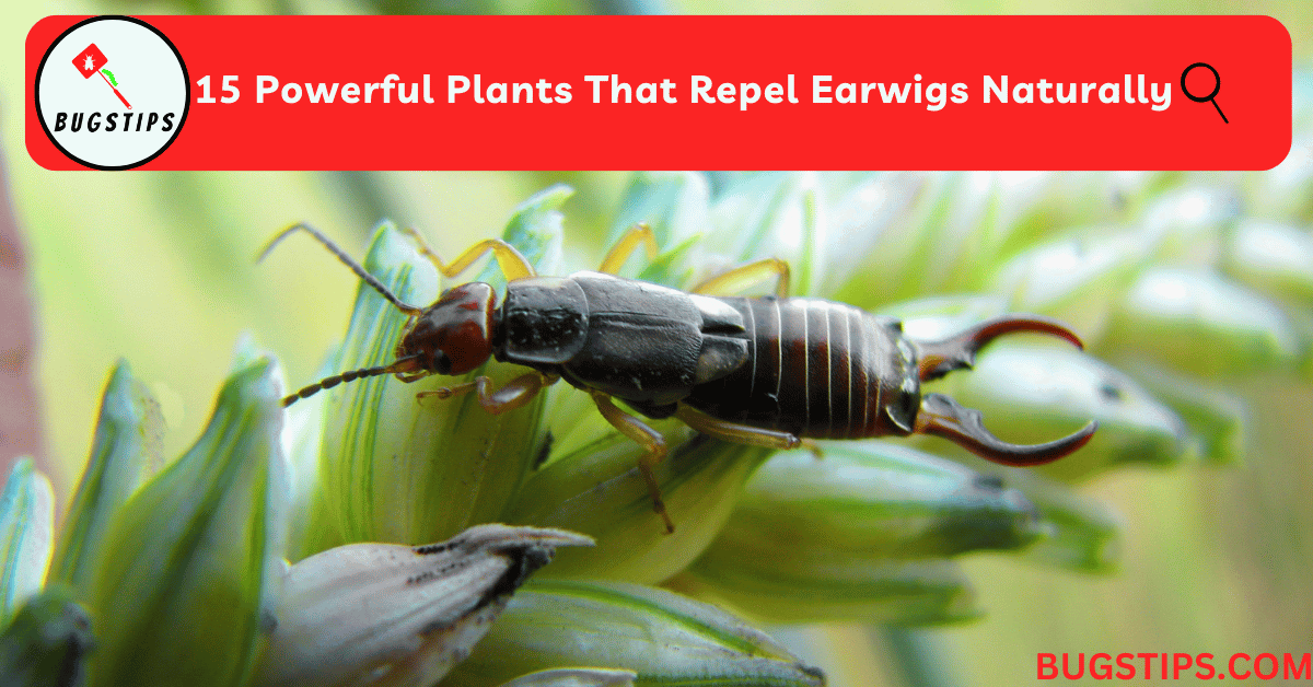 Plants That Repel Earwigs