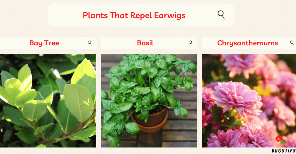 Plants That Repel Earwigs : Bay Tree, Basil, Chrysanthemums
