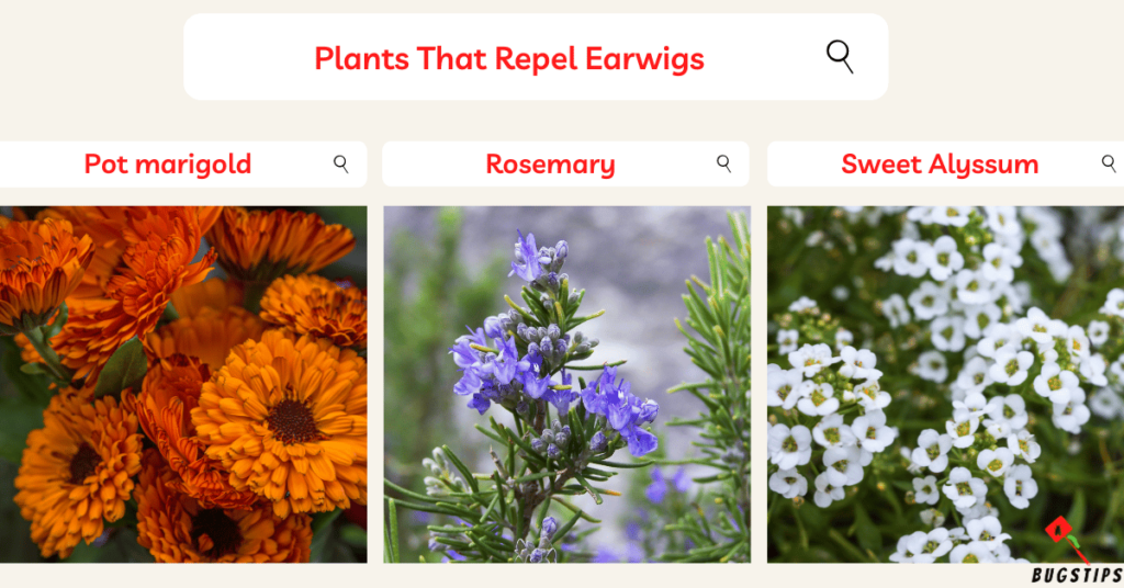 Plants That Repel Earwigs : Pot marigold, Rosemary, Sweet Alyssum