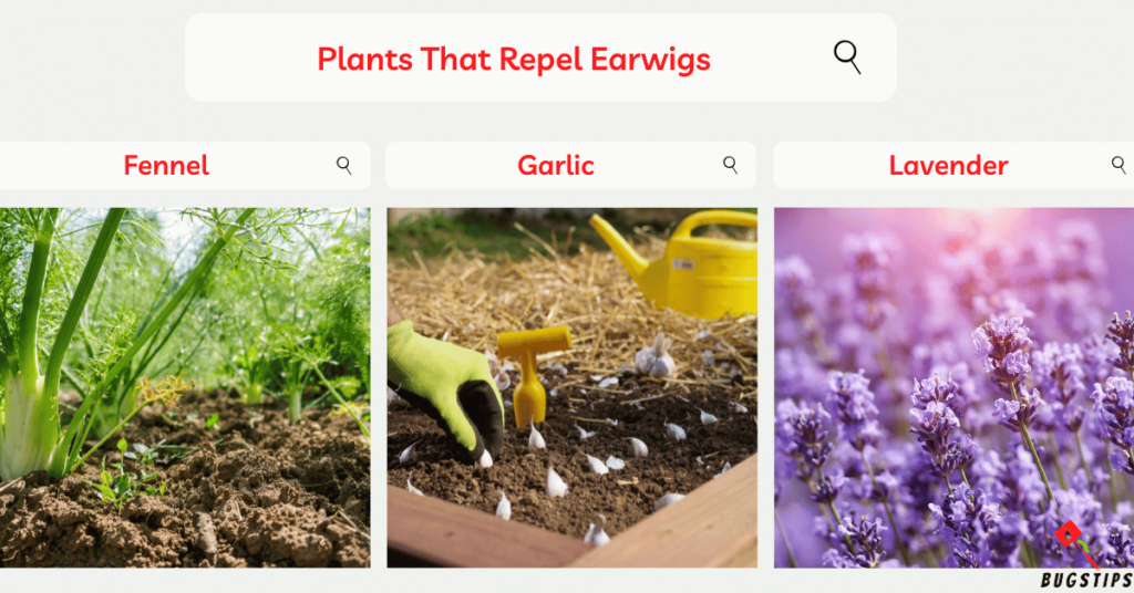 Plants That Repel Earwigs : Fennel, Garlic , Lavender