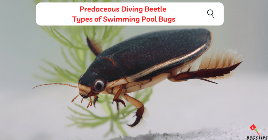 Predaceous Diving Beetle 
Types of Swimming Pool Bugs