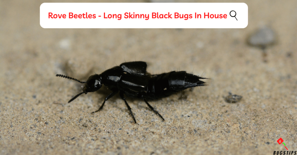 Rove Beetles - Long Skinny Black Bugs In House