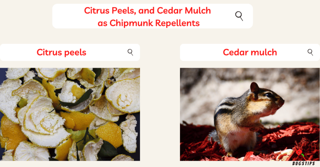 Scents That Repel Chipmunks: Citrus Peels, and Cedar Mulch  as Chipmunk Repellents
