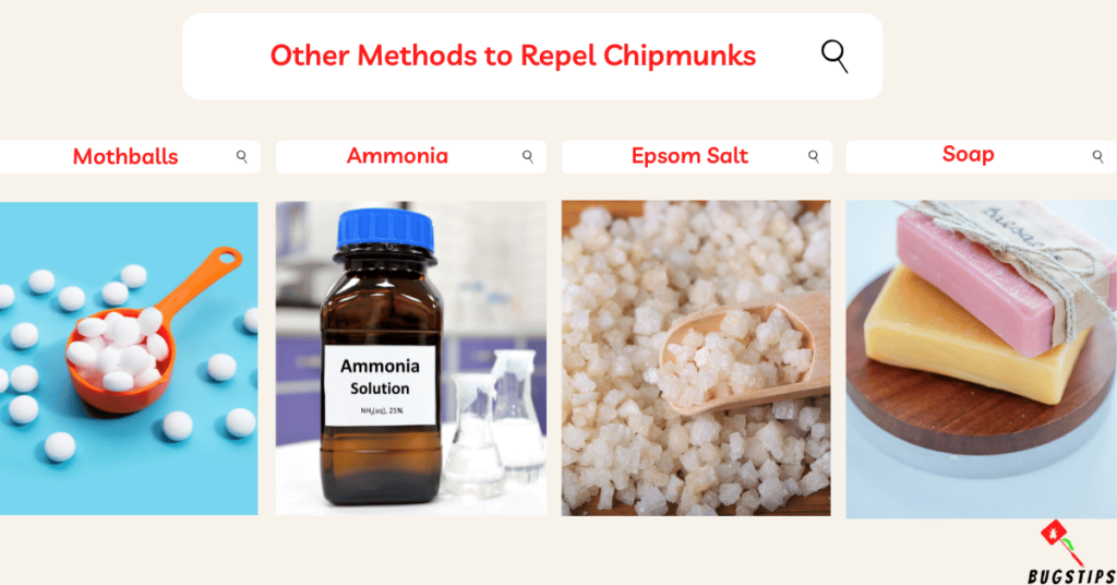 Scents That Repel Chipmunks: Other Methods to Repel Chipmunks