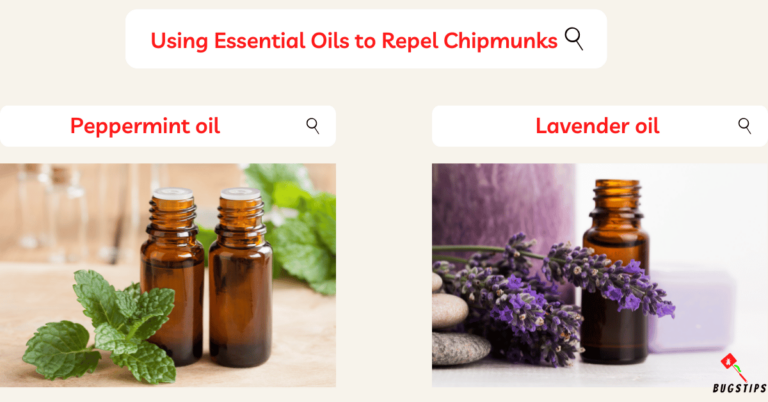 16 Powerful Scents That Repel Chipmunks - BugsTips