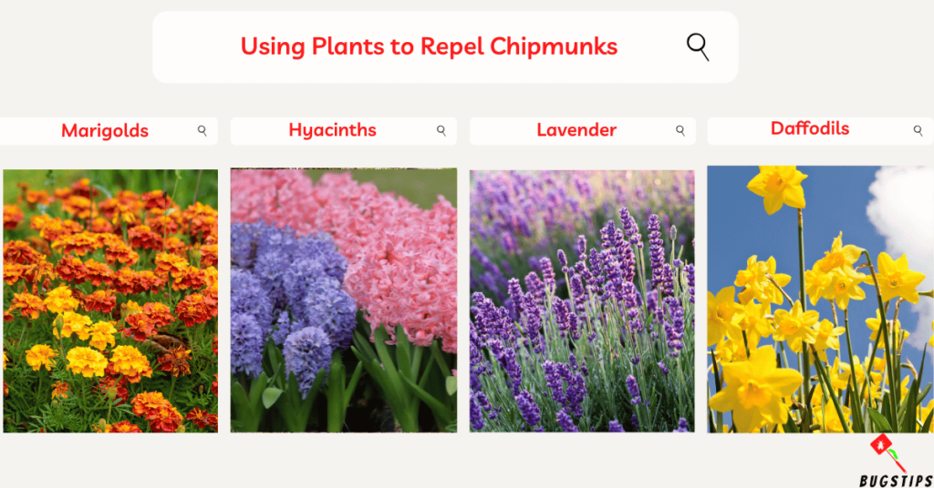Scents That Repel Chipmunks: Using Plants to Repel Chipmunks