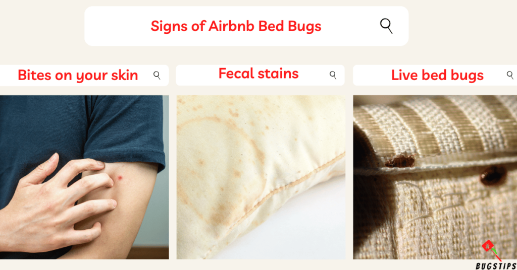 Signs of Airbnb Bed Bugs