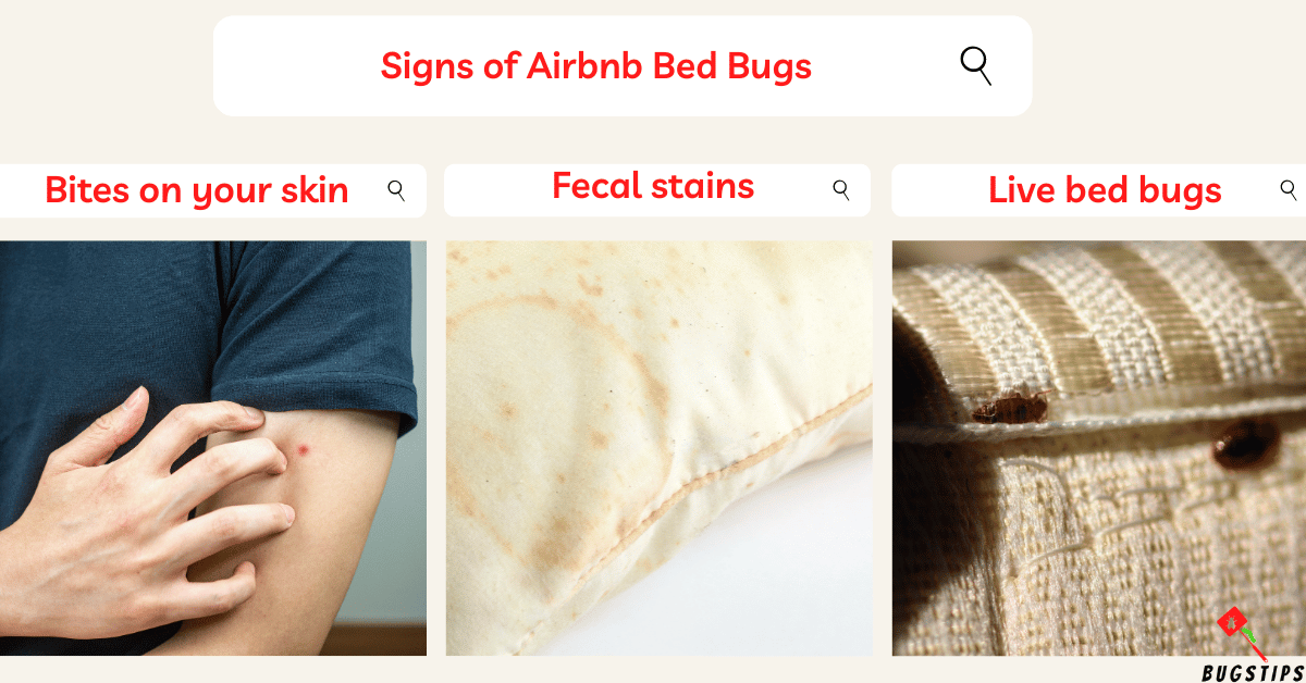 Airbnb Bed Bugs How to Avoid and Report [2023] Complete Guide BugsTips