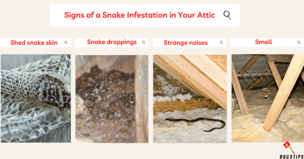 Signs of a Snake Infestation in Your Attic