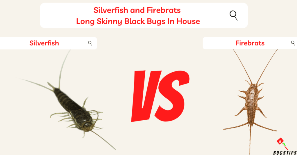 Silverfish and Firebrats 
Long Skinny Black Bugs In House
